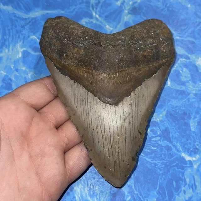 MEGALODON SHARK TOOTH 5.60” Huge Teeth Big Meg Scuba Diver Direct