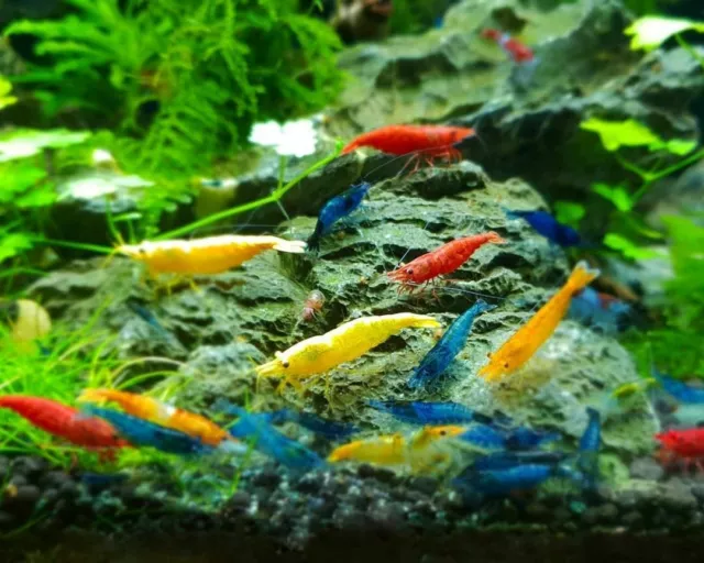 8+2 Adult Neocaridina Candy Skittle Live Shrimp Mixed Colors Aquarium