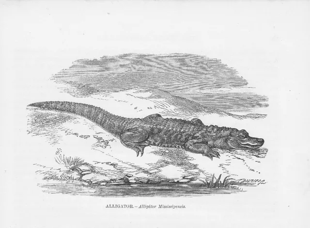 Mississippi-Alligator mississippiensis HOLZSTICH von 1863 American alligator