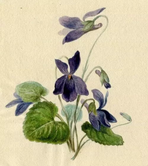 Dessin ancien Bouquet original du 19ème siècle de fleurs d'Aviola Adonita