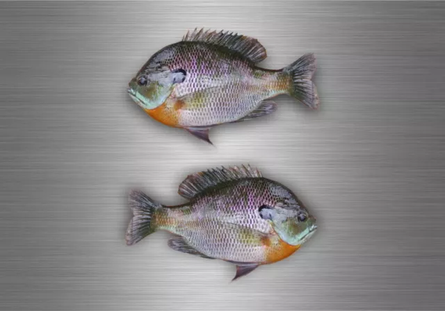 2x autocollant sticker voiture moto peche bluegill poisson pecheur