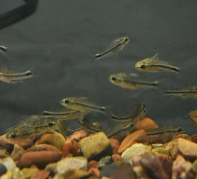 Live Pygmy Corydora Catfish (Pack of 6 Freshwater Aquarium Fish) *PLS READ DESCR 2
