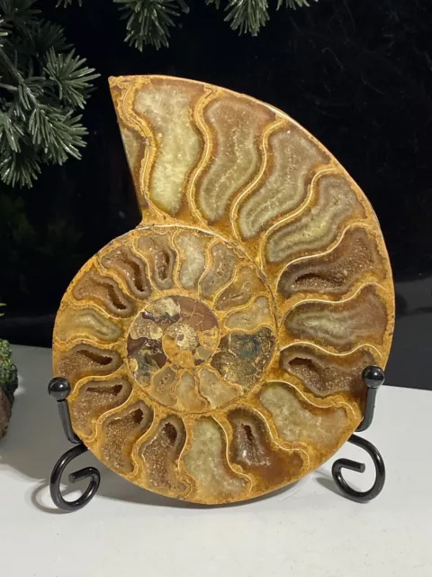 Large 11.5cm, 416 Million Year Old Ammonite Madagascan  Crystal Fosdil