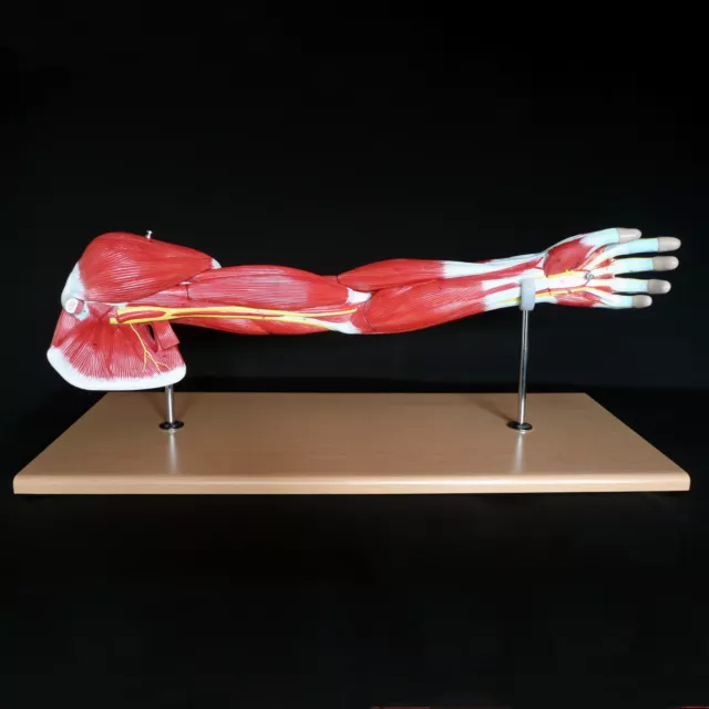 Human Anatomical Muscular Arm Model - Muscle System - Medical Anatomy Skeleton