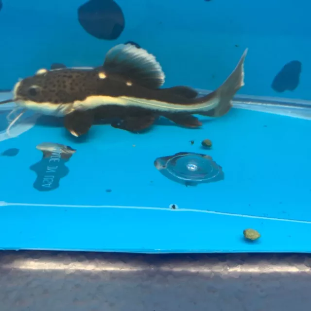 Redtail catfish 2" in length live tropical fish
