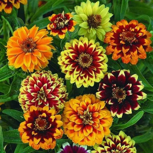 ZINNIA Persian Carpet Mixed 100 seeds FLOWER GARDEN cottage EASY GROW border