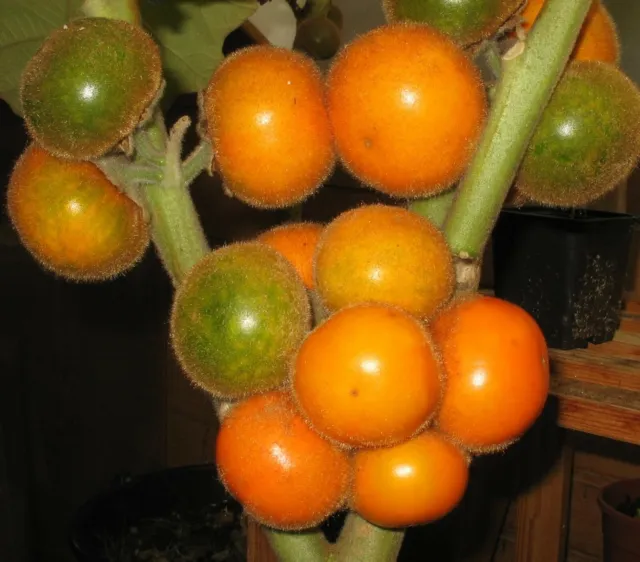 SAMEN Obst-Salat Lulu / Stachelblatt / Naranjilla schön im Garten Pflanzen-Same