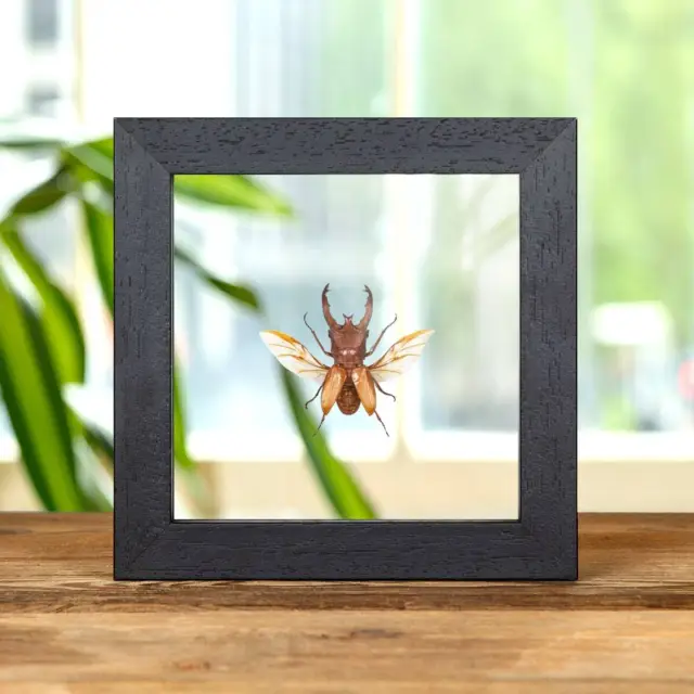 Taxidermy Long-horn Beetle In Box Frame (Cyclommatus lunifer)