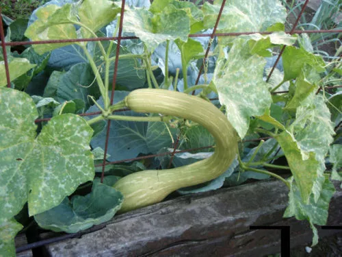 ZUCCA ALBENGA O TROMBETTA, 15 semi + OMAGGIO + SPEDIZIONE GRATIS