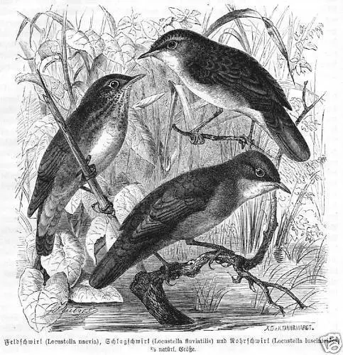 FELDSCHWIRL ROHRSCHWIRL SCHWIRL Holzstich von 1891 Vogel Ornithologie
