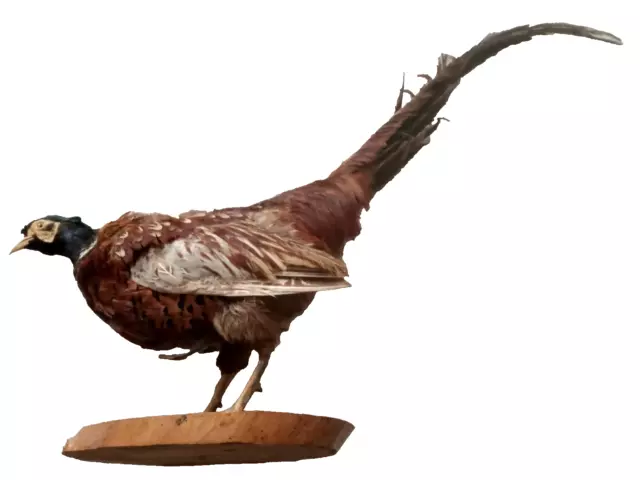 Faisan Oiseau Naturalisé Taxidermie Collection Objet de Curiosité Trophée CHASSE