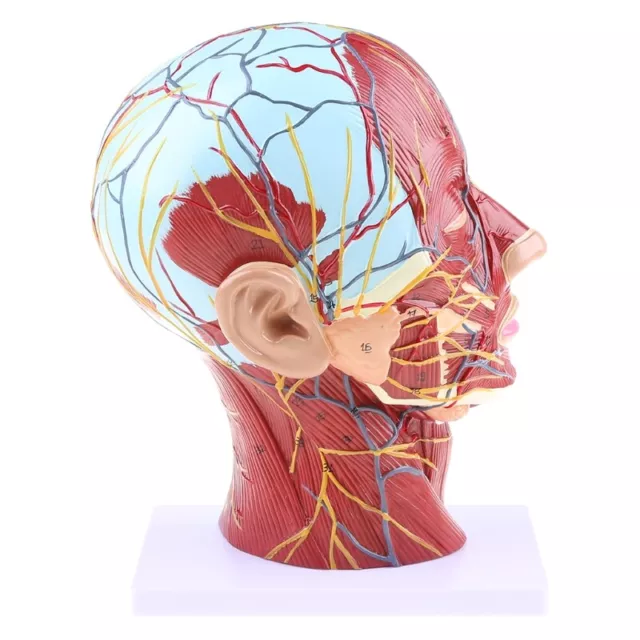 Human Anatomical Half for Head Face Anatomy Brain Neck Median Section