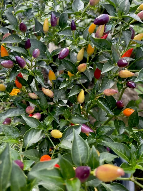 Chilli Bolivian Rainbow Twilight Chilli  Hot Chilli Pepper 15 Seeds