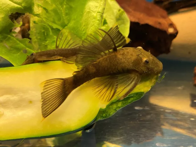 GREEN DRAGON L144 Bristlenose Plecostomus Pleco 1-3/4 inch+ Limited! LF Genes!