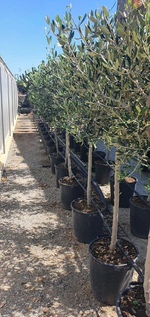 Pianta Di Olivo Arbosana In Vaso Diametro 18 – Vivaio Garden Forest - Foto 12