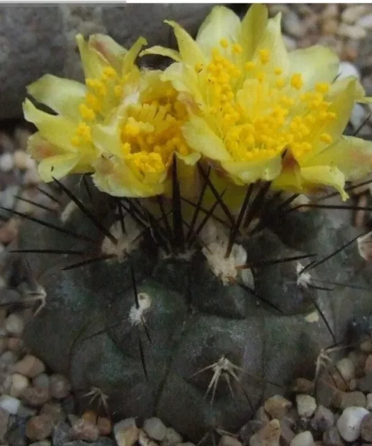 20 Semillas De Cactus Copiapoa Leonensis