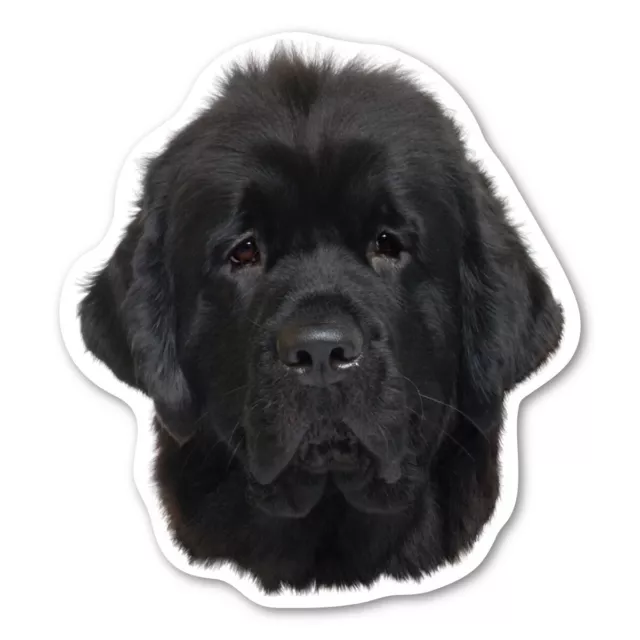 Newfoundland Magnet