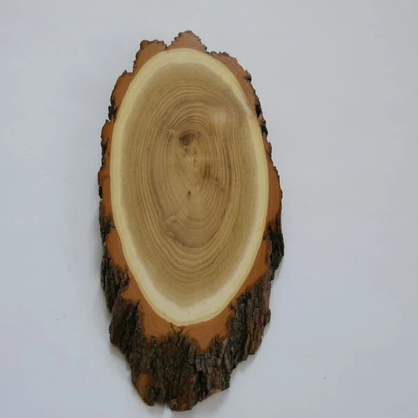 Acacia Ciervo Bock Escudo de Trofeo Af 20-21 CM Corzo Baumscheibe Baumschild