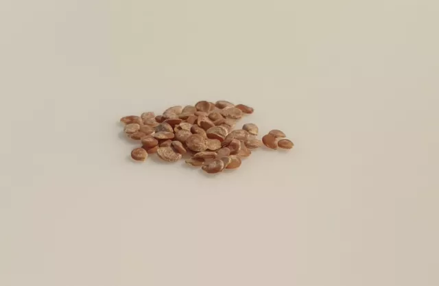 50 graines - TOMATE Rio Grande - Solanum Lycopersicum