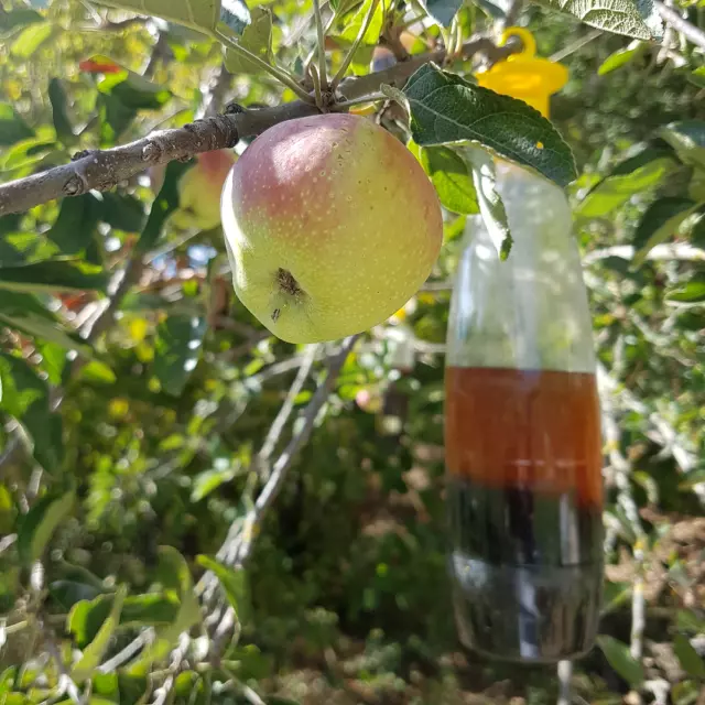 TRAPPOLA PER MOSCHE VESPE CALABRONI MOSCA DELL'ULIVO  BIO TAPPO TRAPPOLA 50pzG 2