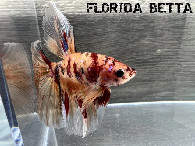 Live Betta Fish  NEMO  GALAX TIGER HALFMOON ROSETAIL (HMPK MALE)-USA Seller A117