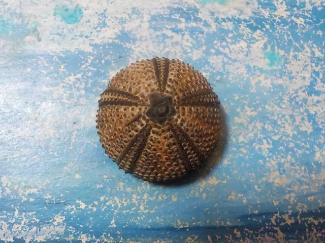 SEA URCHIN, ARBACIA LIXULA, 46.04 mm, , from GREECE