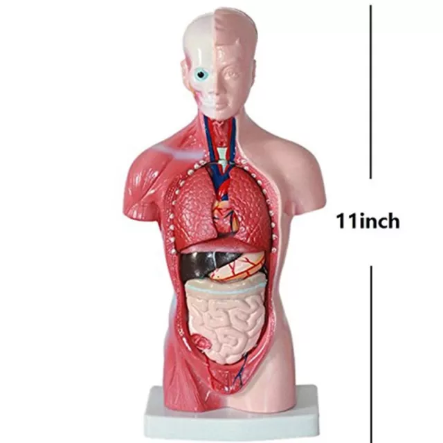 Unisex Human Torso Body Anatomy Anatomical Model Internal Organs Skeleton SyH-tz 2