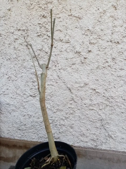 Bonsai - Pré bonsai frêne