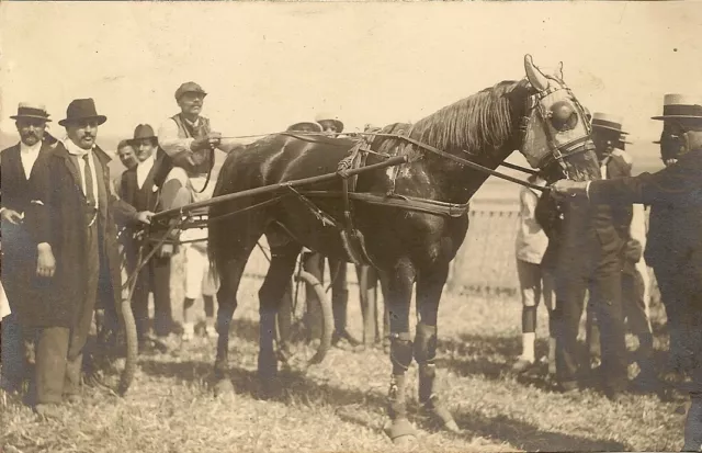 Carte Postale Afrique Tunisie Cheval De Course Attelage Jockey