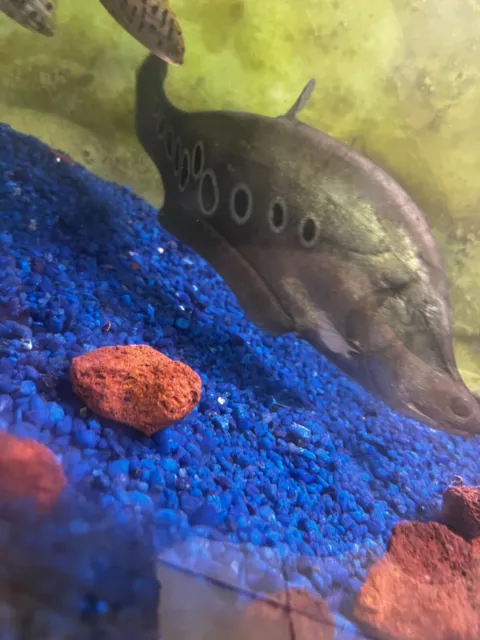 Jumbo Clown Knifefish 18" Live Fish