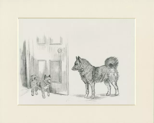 Norwegian Elkhound Dog And Pup Old 1930'S Kf Barker Sketch Print Ready Mounted