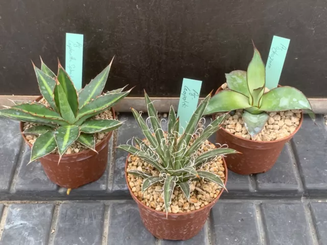 X3 Agave Mix Pot 9Cm D9/12Cm Hcm