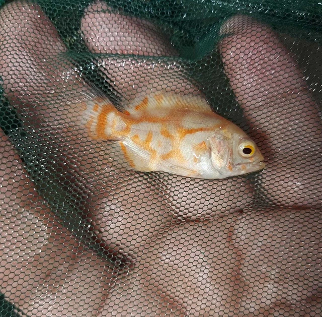 Albino Red Tiger Oscar Cichlid 2" Unsexed