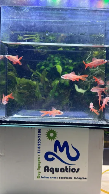 Pack Of 6 - Cherry Barbs - Beautiful Community Fish- Super Red Color