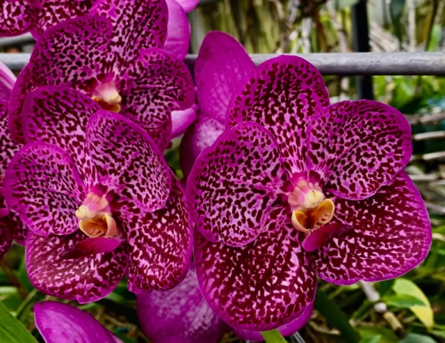 Nous offrons un service premium 100% authentique Vanda Golden Sunshine  Spots XL plante blühfähig orchidée orchidées Vente en gros en ligne  skyelink.org