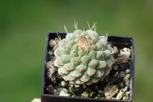 Kaktus Kakteen: Strombocactus disciformis MZ 487; 3,3 cm, wurzelecht own roots