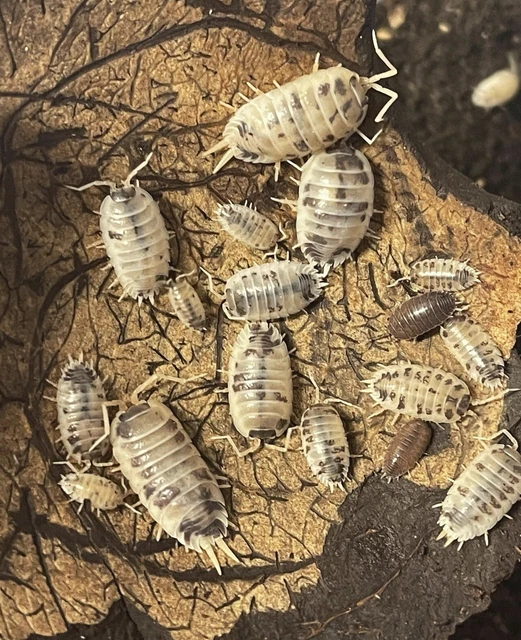 25 DAIRY COW (Porcellio laevis) woodlice isopods clean up crew