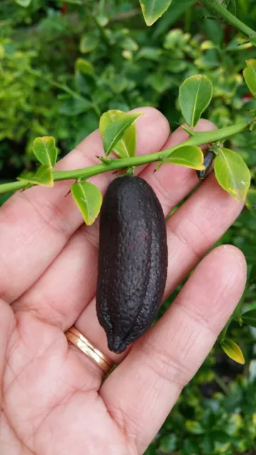 FINGER. LIME SEEDS ~ Red Champagne ~ 15 Fresh Seeds 2