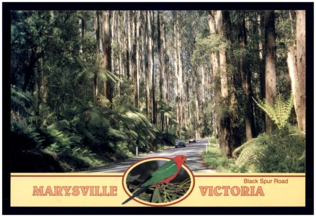 Postcard - Black Spur Road, Marysville, Victoria