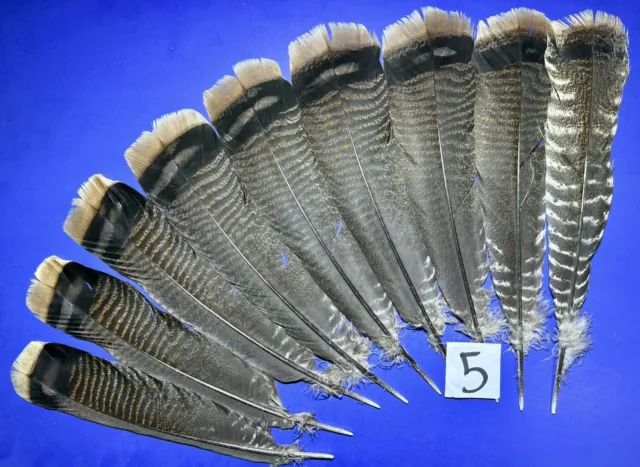 15Pcs Natural Turkey Feather, 10-11 Inches Wild Turkey Feathers for Craft  Costum