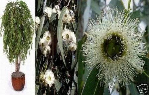 SAMEN Pfefferminz-Eukalyptus und der Garten duftet wunderbar !