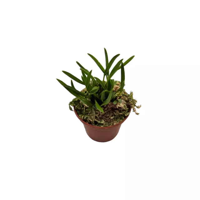 Pleurothallis sonderiana - Rare Orchid - Terrarium / House Plant