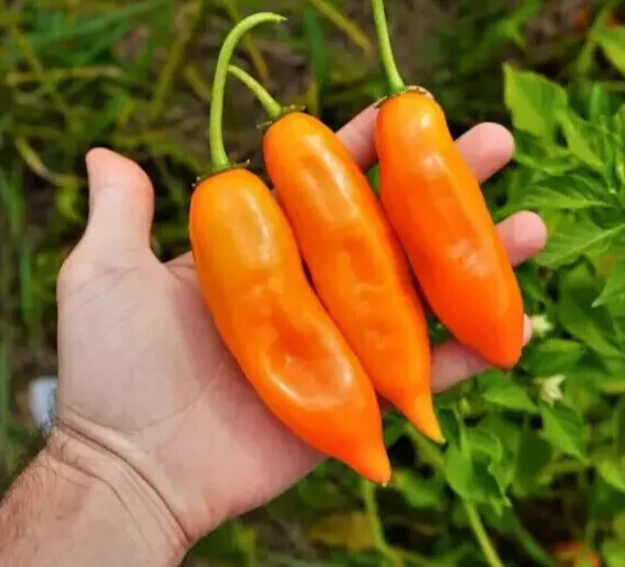 5 Semi Peperoncino Arancione Aji Amarillo Peruviano 5 - 10 Cm Capsicum Baccatum