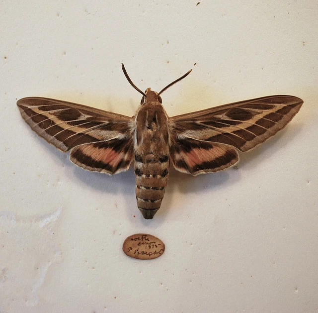 HISTORIC STRIPED HAWK Moth. Devon /Lepidoptera/ Insects/ Taxidermy £5. ...