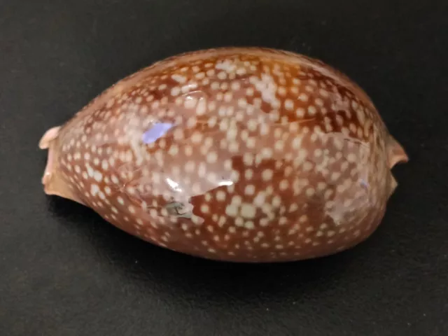 Conchiglia Shell CYPRAEA CERVUS Major  mm 121,5  Yucatan 2