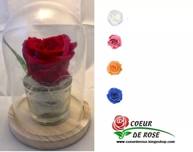 ROSE ÉTERNELLE SOUS cloche en verre de couleur au choix EUR 44,00 -  PicClick FR