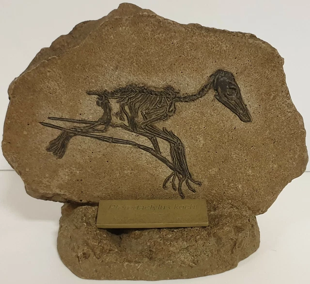 Dinosaurs : Pteredactylus Kochi Resin Cast Made By Horizon (Wen)