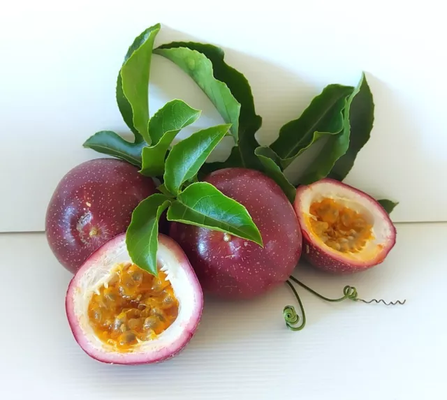 10 x PANAMA RED PASSIONFRUIT SEEDS-EASY GROW-CLIMBER-SWEET FRUIT-VINE-FRUIT TREE