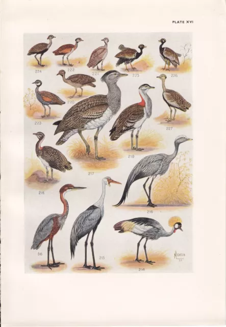 1940 Sud Africain Oiseau Imprimé ~ GOLIATH Heron Wattled Grue Outarde Korhaan