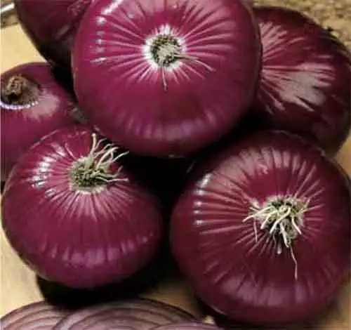 Onion Red Amposta  1000 Finest Italian Seeds